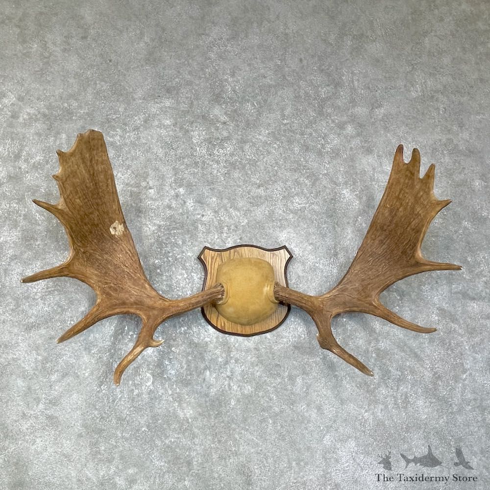 Canadian Moose Antler Plaque For Sale #25629 @ The Taxidermy Store