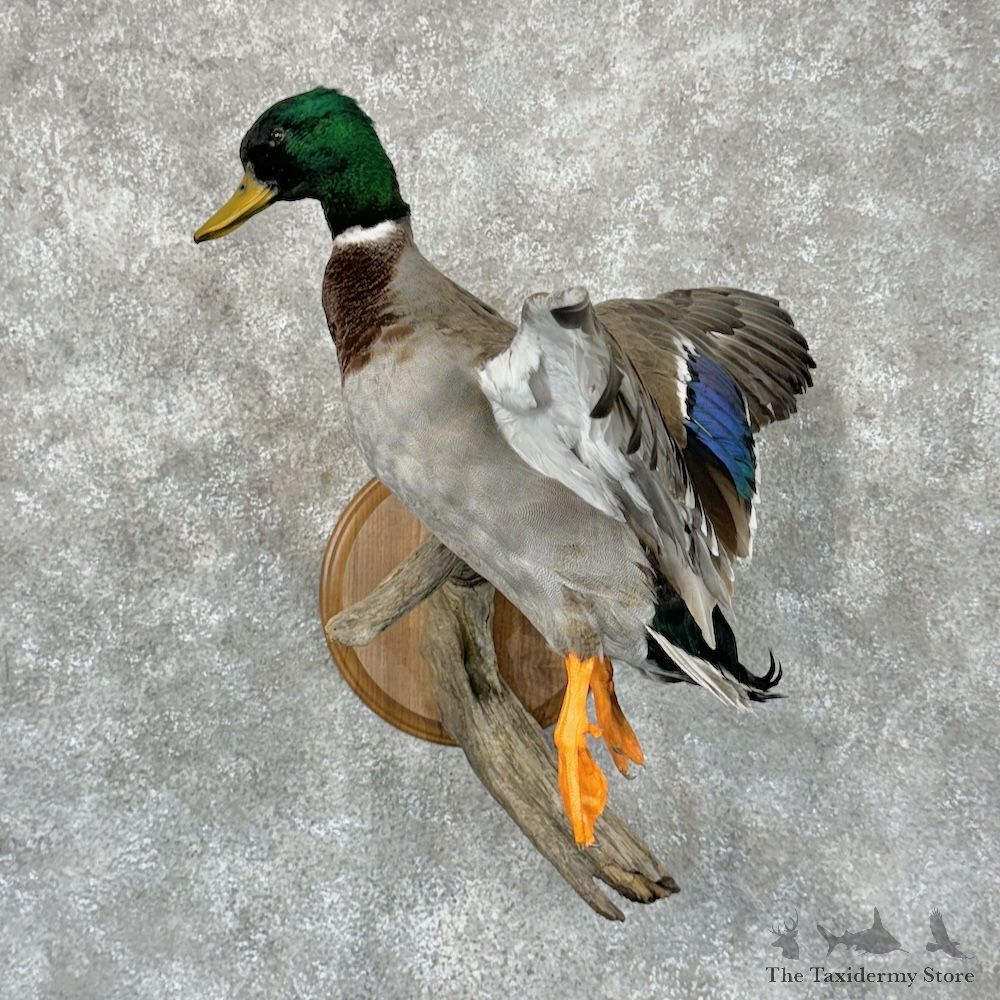 Mallard Duck Drake Bird Mount For Sale #29415 - The Taxidermy Store