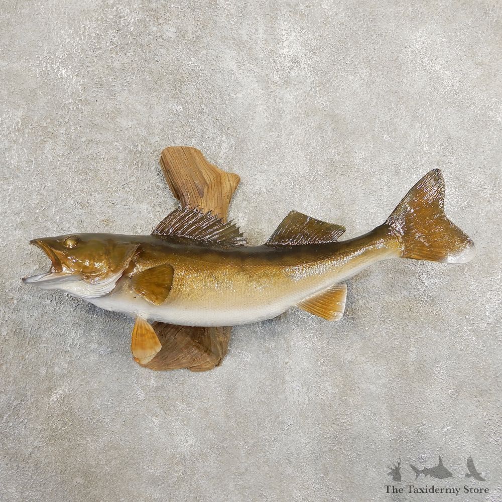 Walleye Taxidermy Fish Mount #20893 For Sale @ The Taxidermy Store