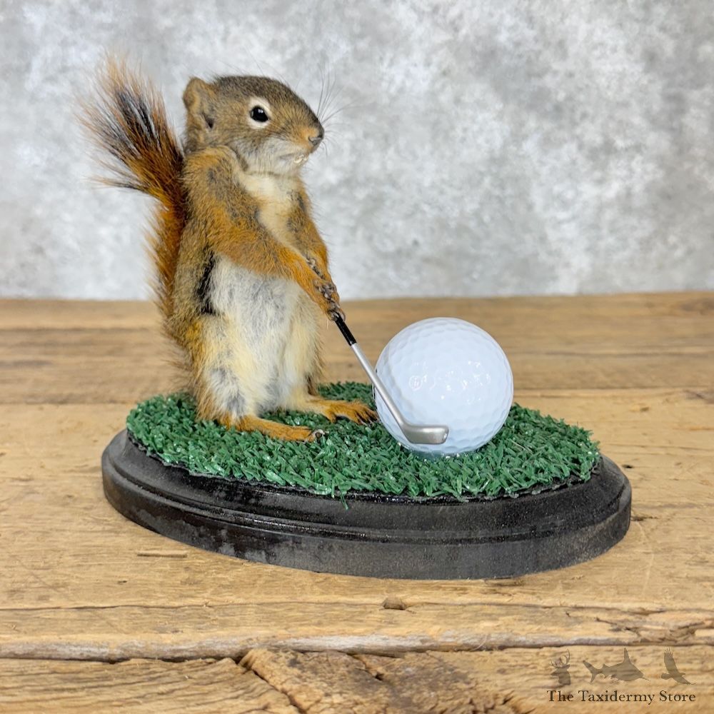 Golfing Squirrel Novelty Mount For Sale #29948 @ The Taxidermy Store