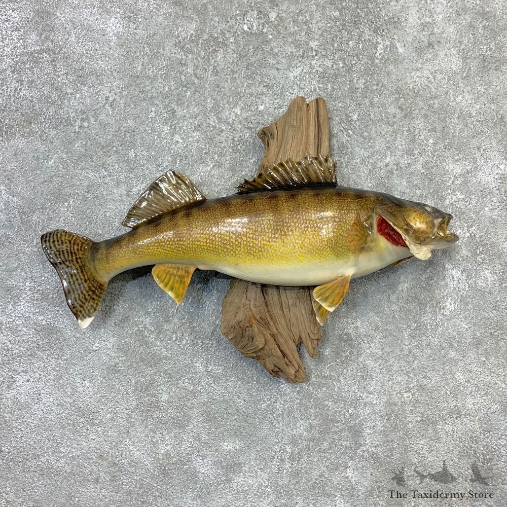 Walleye Taxidermy Fish Mount #23265 For Sale @ The Taxidermy Store