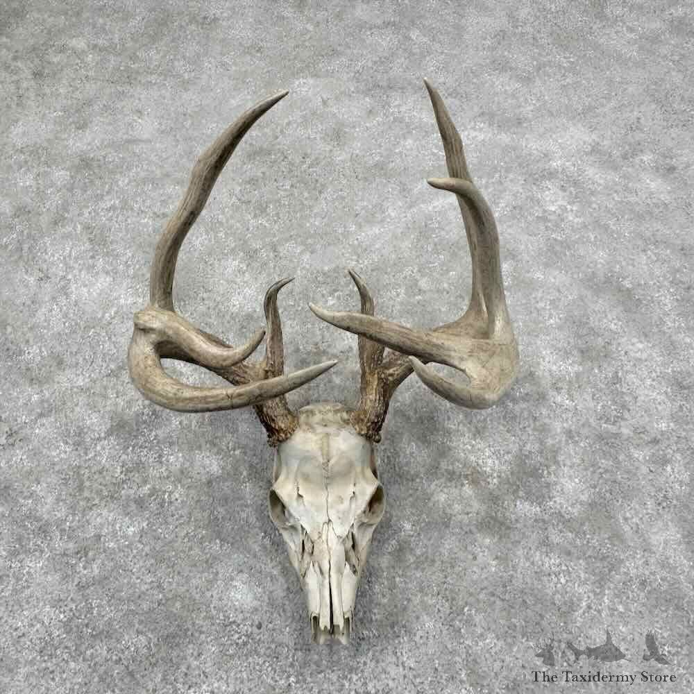 Whitetail Deer Skull European Mount For Sale #32160 @ The Taxidermy Store
