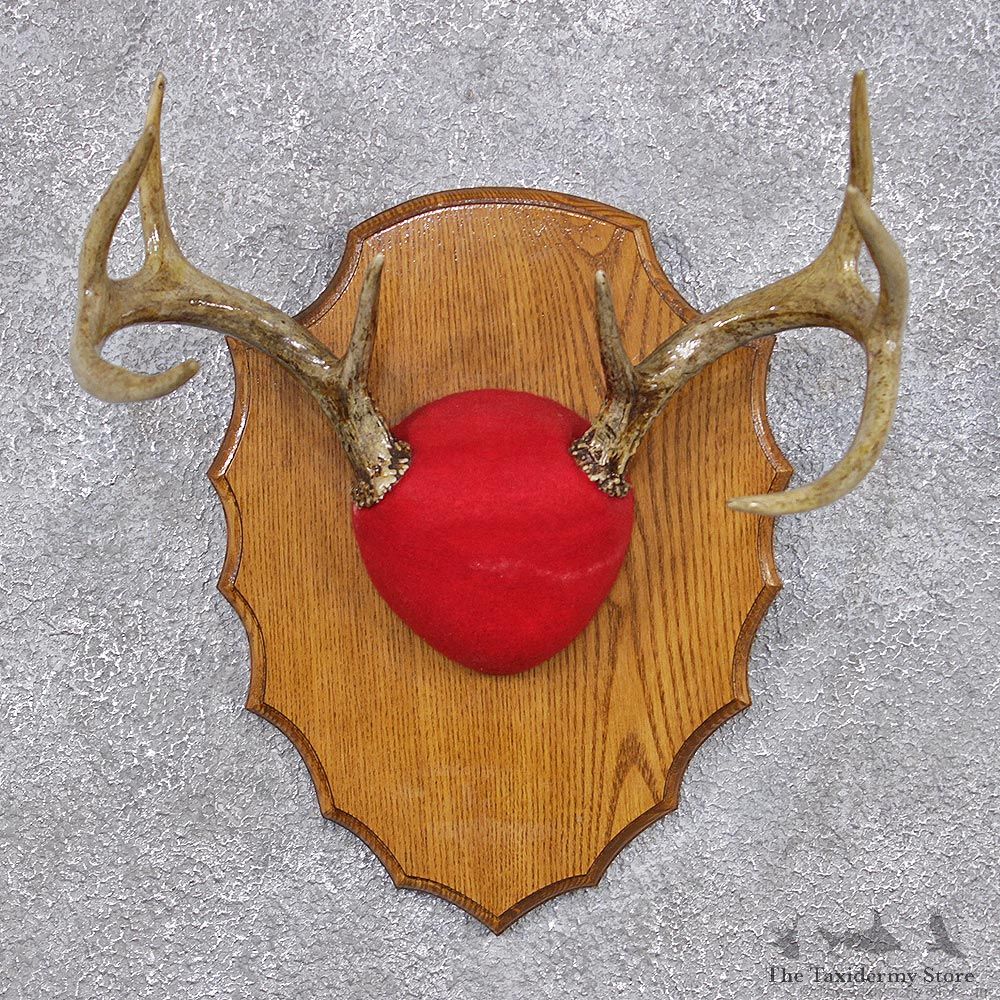 Whitetail Deer Taxidermy Antler Plaque Mount #12446 For Sale @ The Taxidermy Store