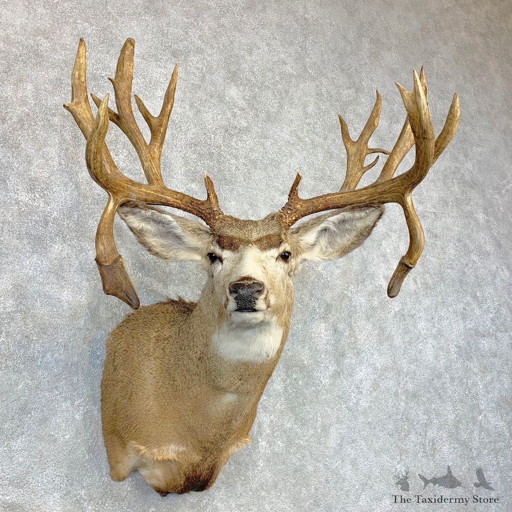Mule Deer Shoulder Mount For Sale #22080 @ The Taxidermy Store