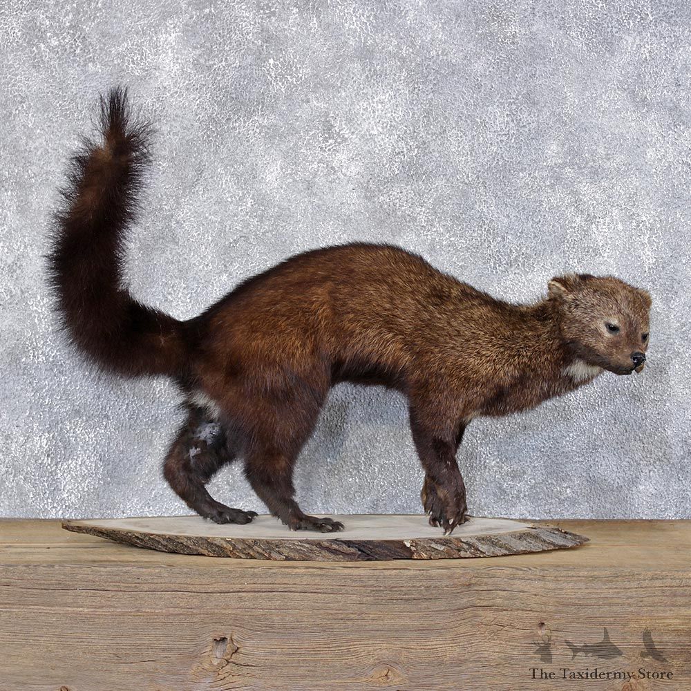 Fisher Life Size Taxidermy Mount #12405 For Sale @ The Taxidermy Store