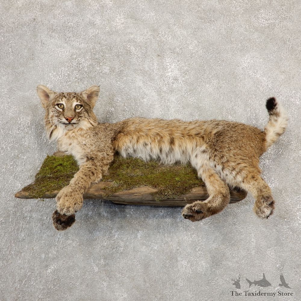 Bobcat Life-Size Mount For Sale #20668 @ The Taxidermy Store