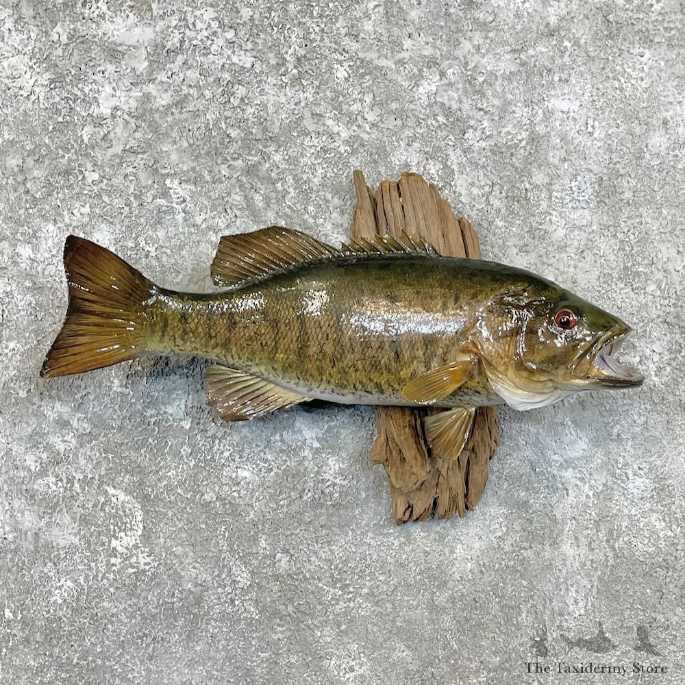 Smallmouth Bass Fish Mount For Sale #27945 @ The Taxidermy Store