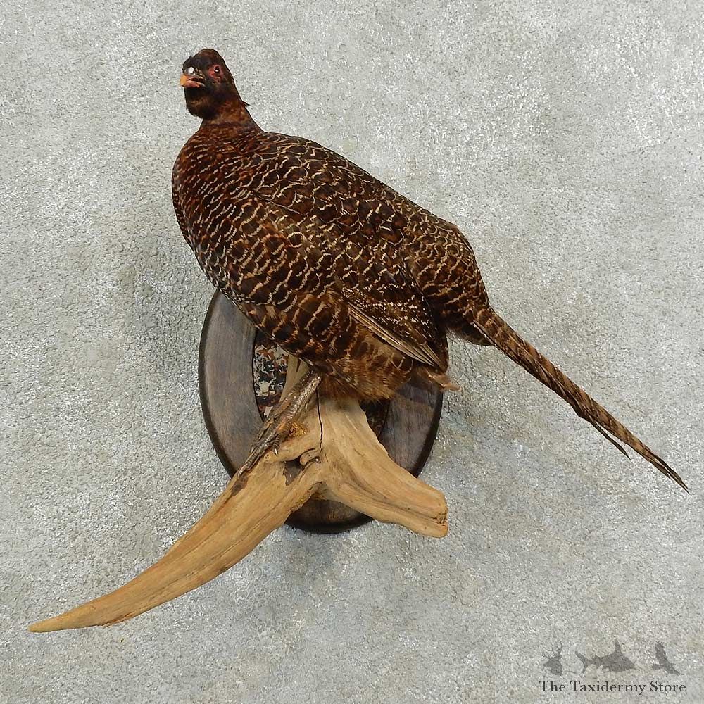 Black Pheasant Hen Bird Mount For Sale #16766 @ The Taxidermy Store