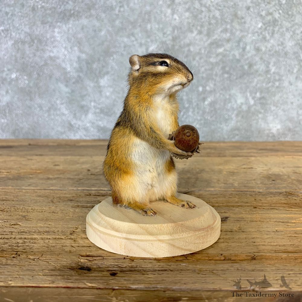 Chipmunk Life-Size Mount For Sale #23231 @ The Taxidermy Store