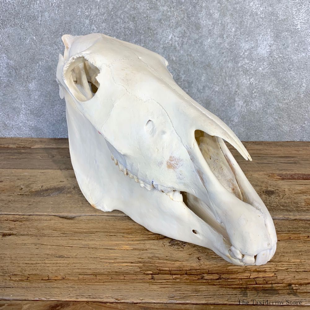 African Burchell's Zebra Skull Mount #21843 For Sale @ The Taxidermy Store