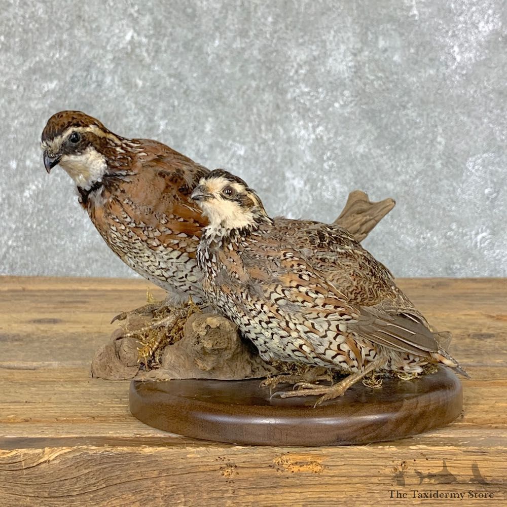 Bobwhite Quail Bird Mount For Sale #22330 @ The Taxidermy Store