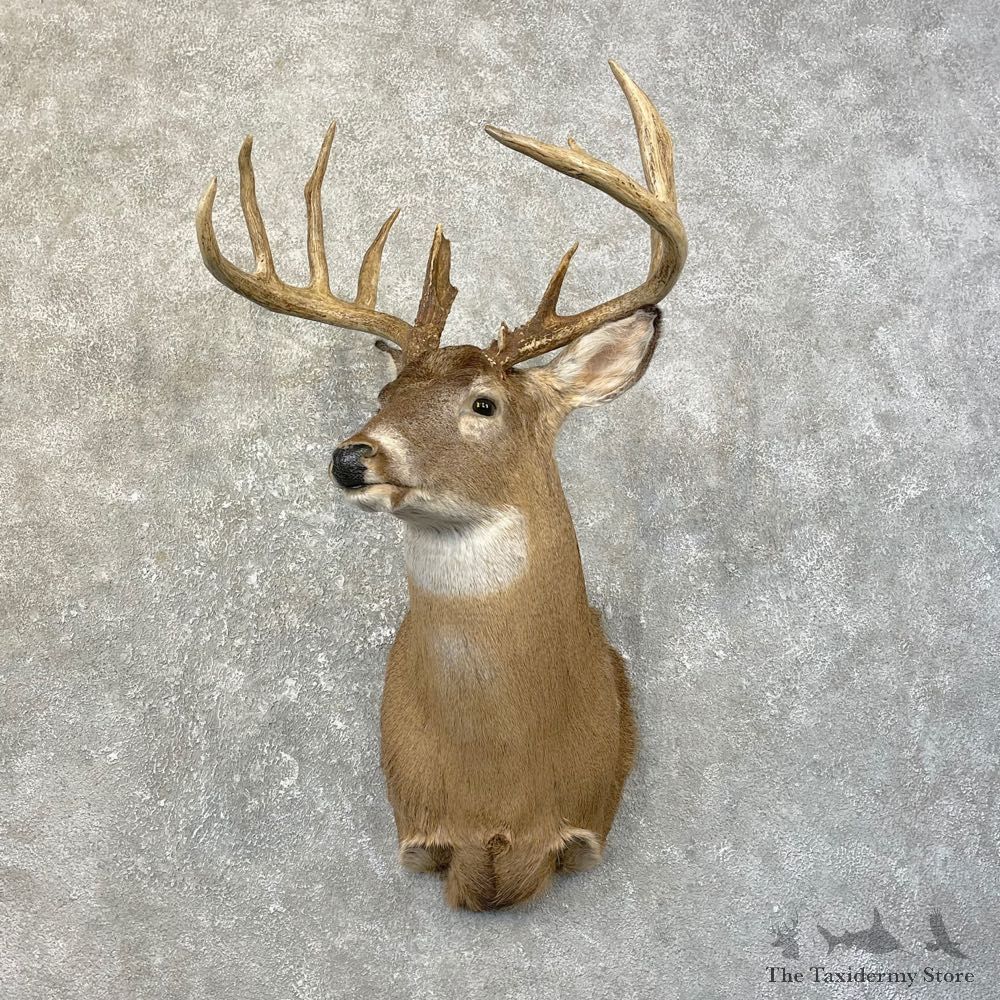 Whitetail Deer Shoulder Mount For Sale #25191 @ The Taxidermy Store
