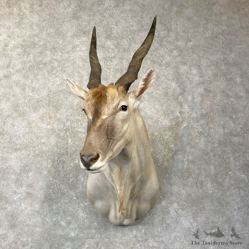 Common Cape Eland Shoulder Taxidermy Mount #24756 For Sale @ The Taxidermy Store