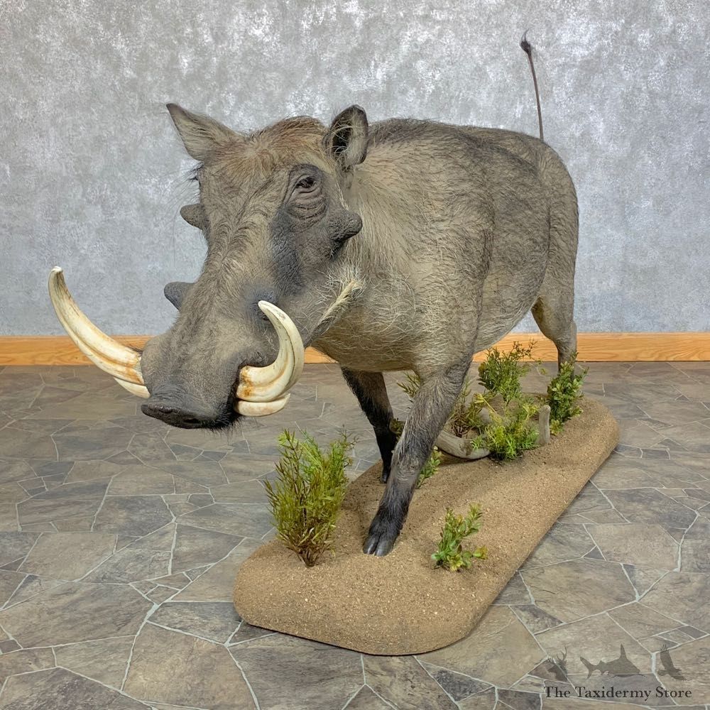 Warthog Life-Size Taxidermy Mount For Sale #23657 @ The Taxidermy Store