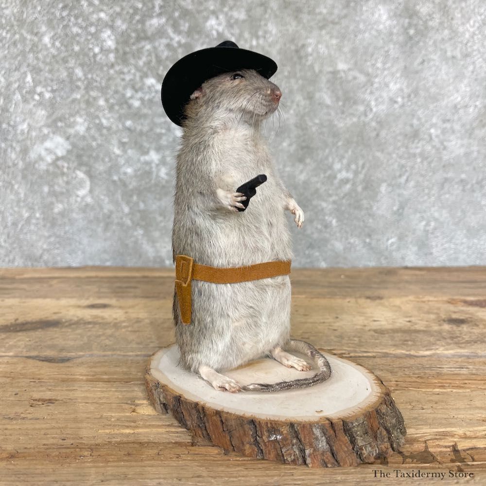Cowboy Rat Novelty Mount For Sale #26420 @ The Taxidermy Store