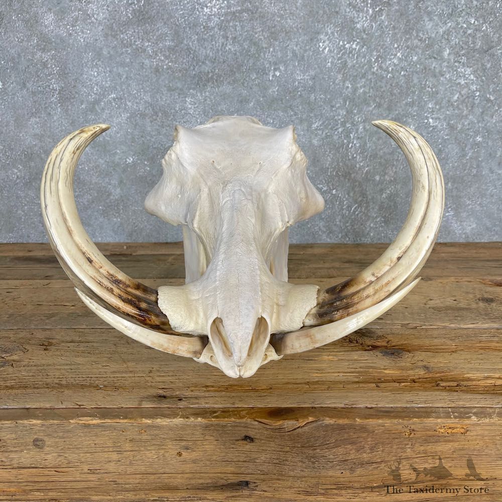 African Warthog Full Skull For Sale #24164 @ The Taxidermy Store