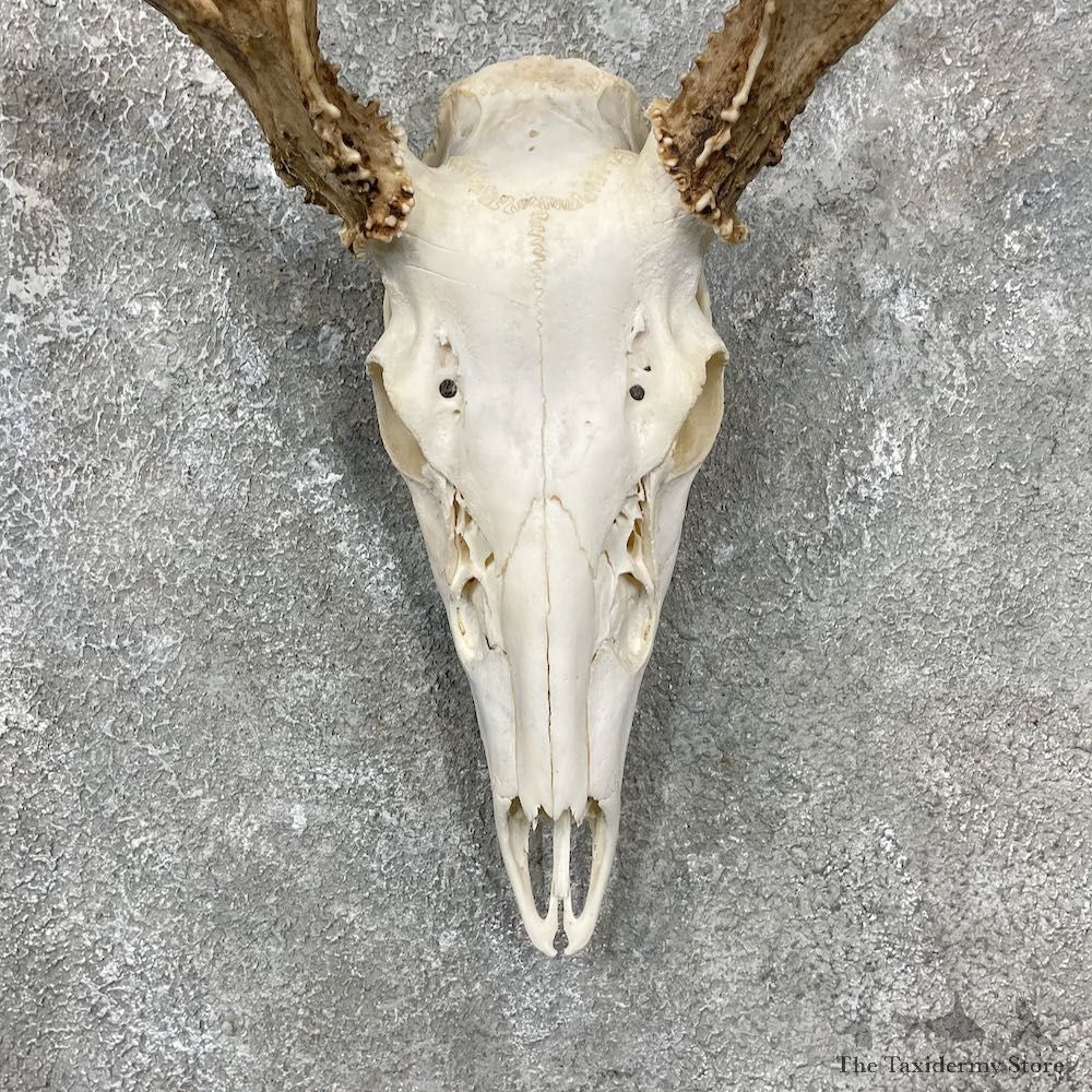 Whitetail Deer Skull European Mount For Sale #25609 @ The Taxidermy Store