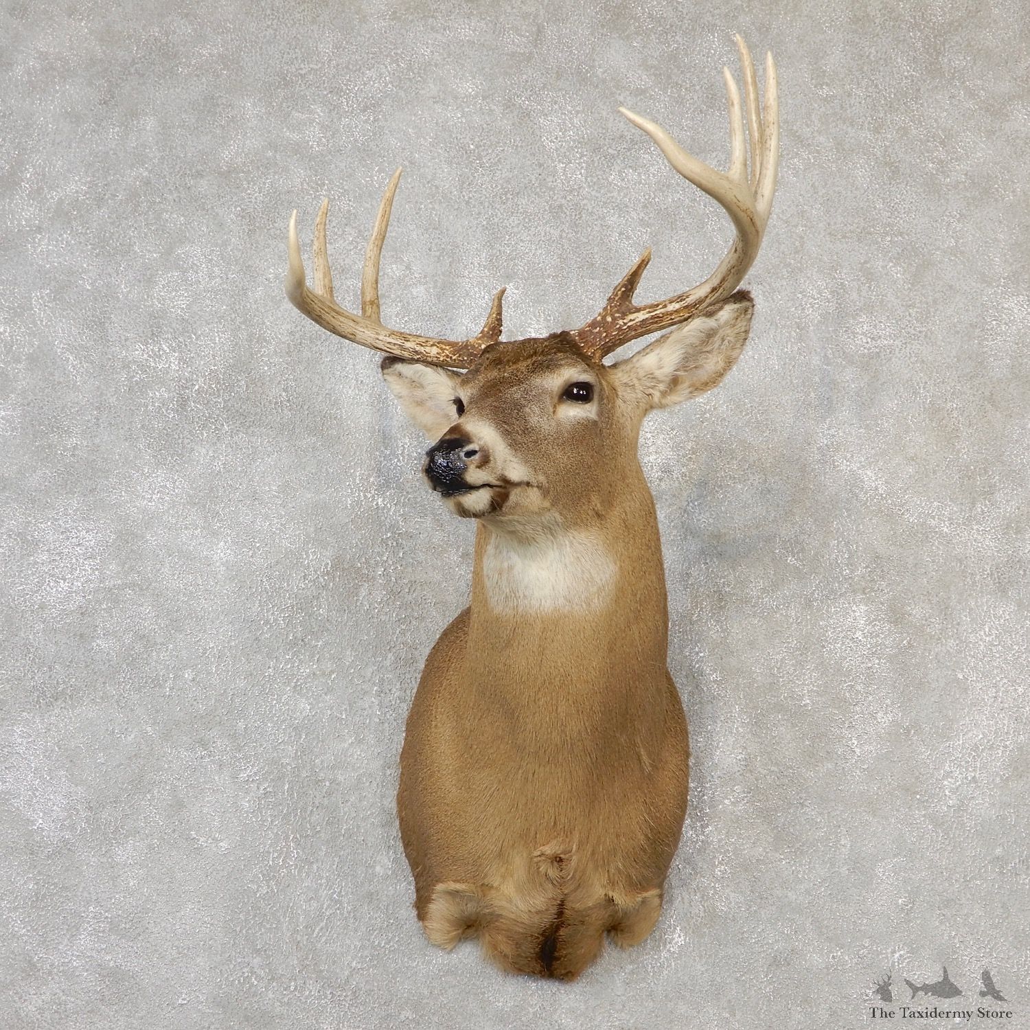 Whitetail Deer Shoulder Mount #24147 For Sale - The Taxidermy Store