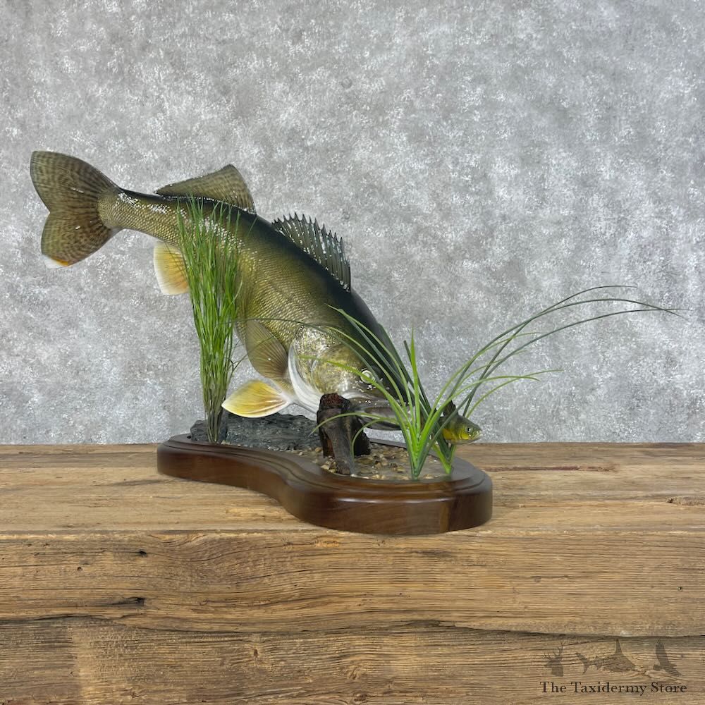 Walleye Fish Mount For Sale #28413 @ The Taxidermy Store