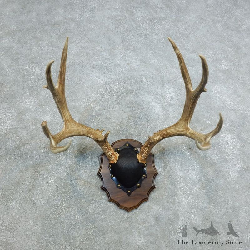 Mule Deer Taxidermy Antler Plaque #18420 For Sale @ The Taxidermy Store