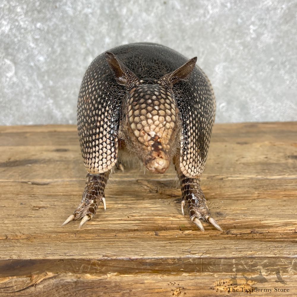Armadillo Life-Size Mount For Sale #25505 @ The Taxidermy Store
