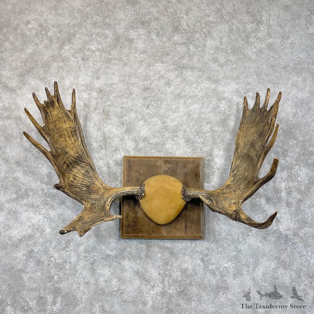 Western Canada Moose Antler Plaque For Sale #28693 @ The Taxidermy Store