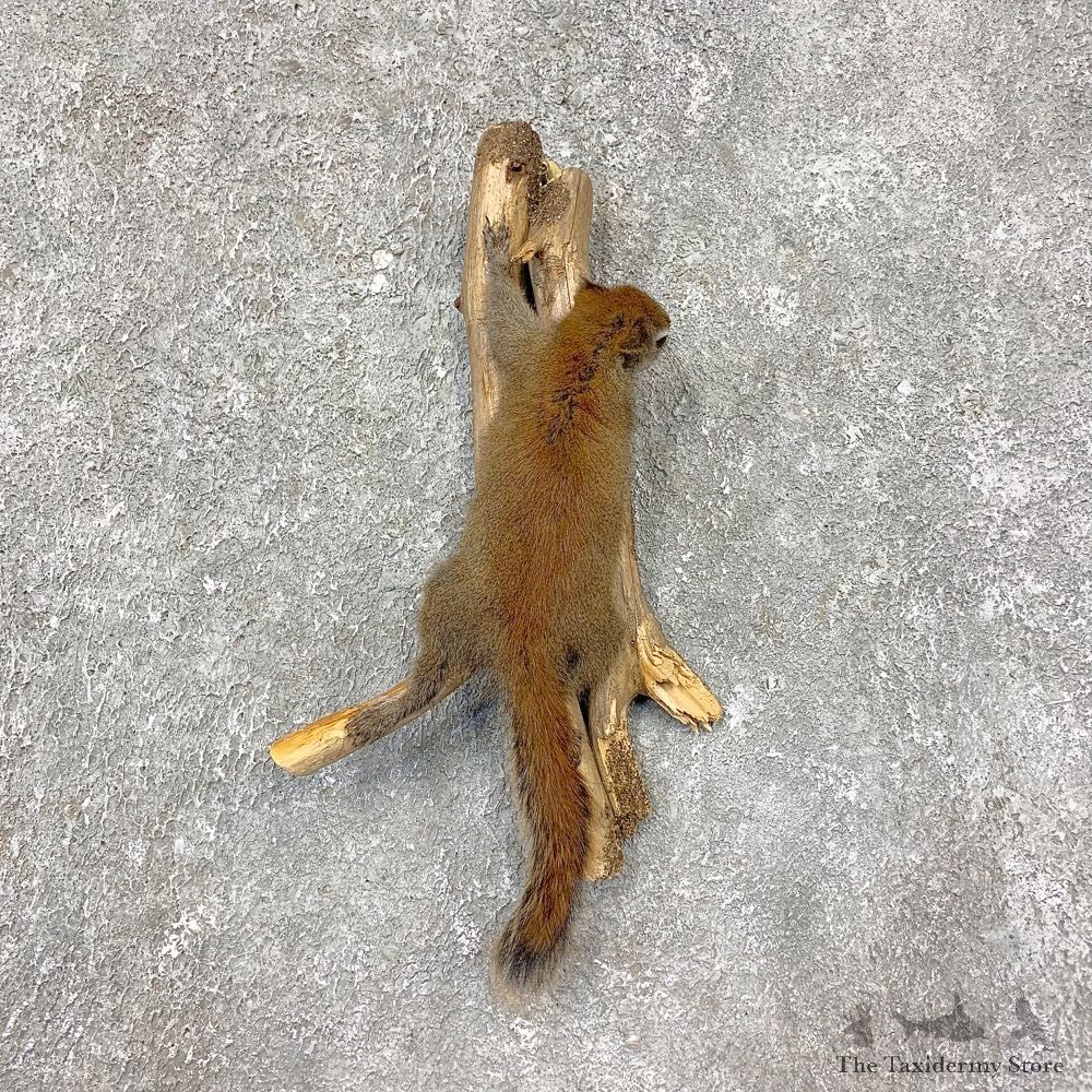 Red Squirrel Life-Size Mount For Sale #21467 @ The Taxidermy Store