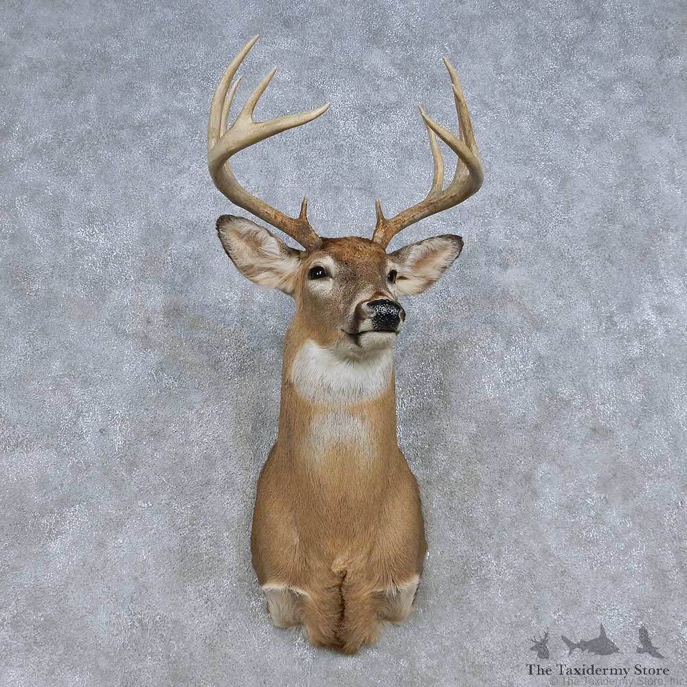 Whitetail Deer Shoulder Mount For Sale #14847 @ The Taxidermy Store