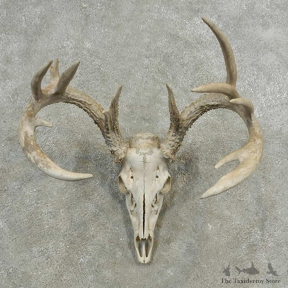 Whitetail Deer Skull European Mount For Sale #16893 @ The Taxidermy Store
