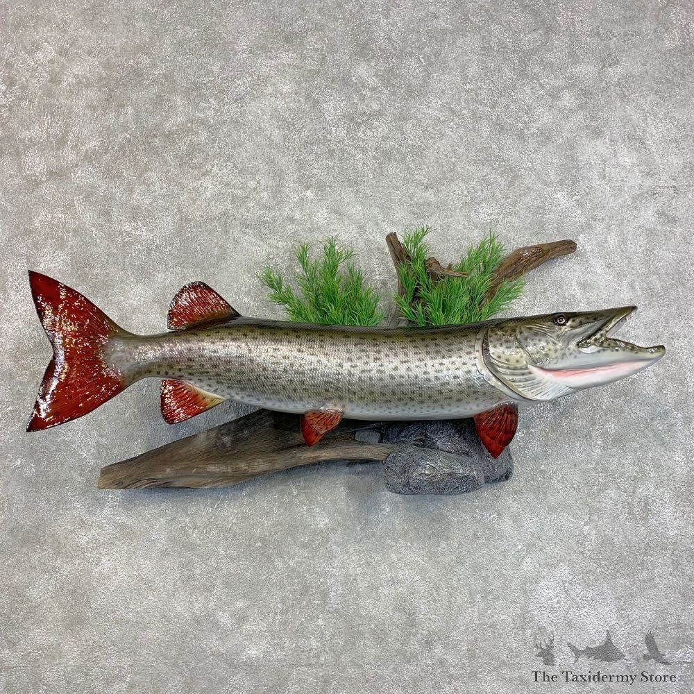 Muskie Reproduction Fish Mount For Sale #21495 @ The Taxidermy Store