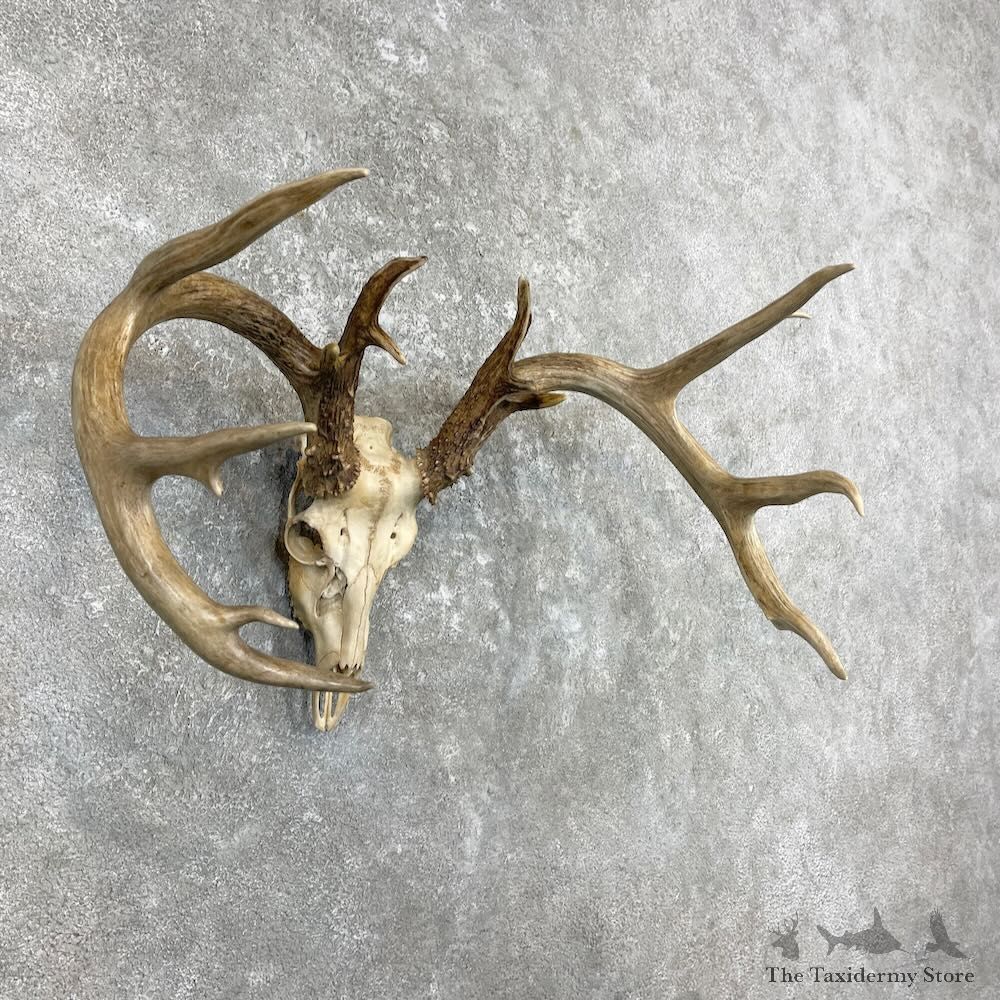 Whitetail Deer Skull European Mount For Sale #27332 @ The Taxidermy Store