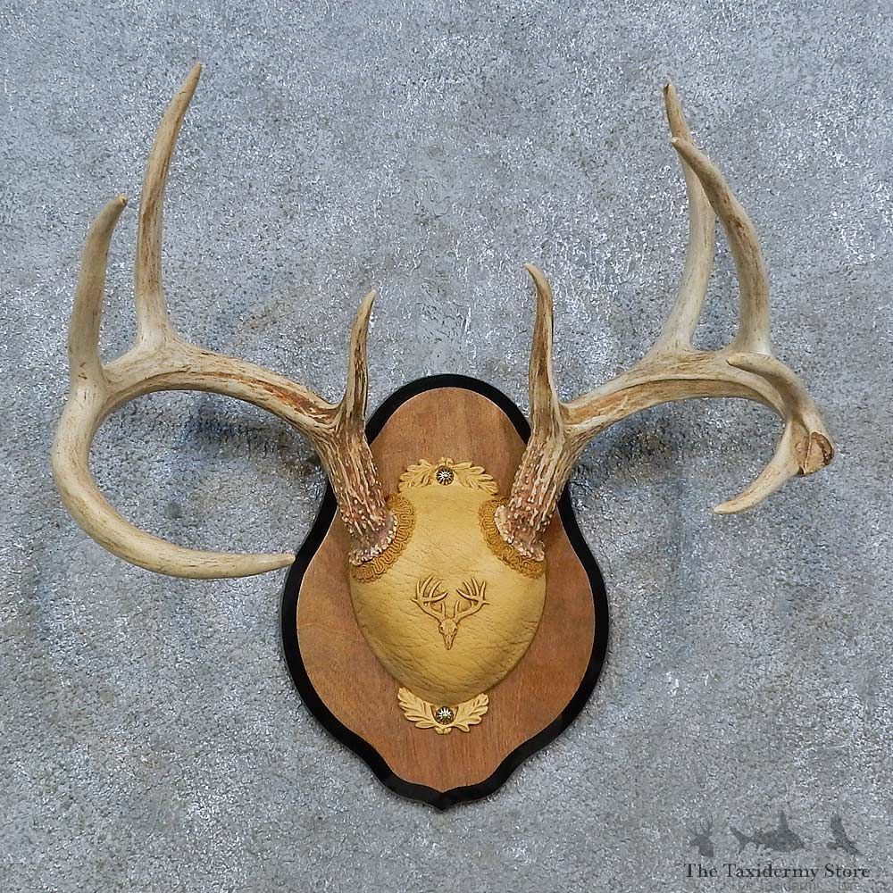Whitetail Deer Antler Plaque Mount For Sale #15351 @ The Taxidermy Store