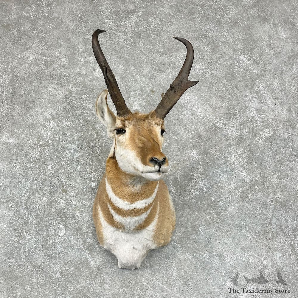 Pronghorn Antelope Shoulder Mount For Sale #25292 @ The Taxidermy-Store