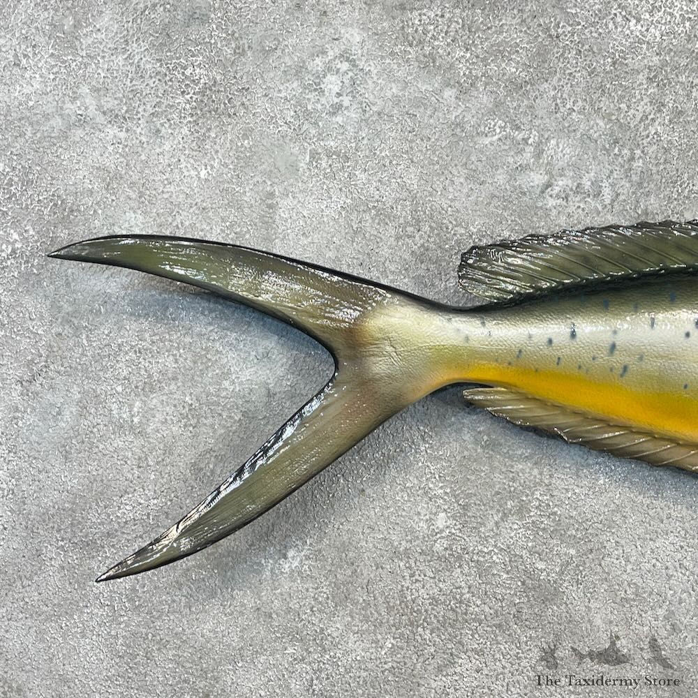 Reproduction Mahi Mahi Fish Mount For Sale #27698 @ The Taxidermy Store