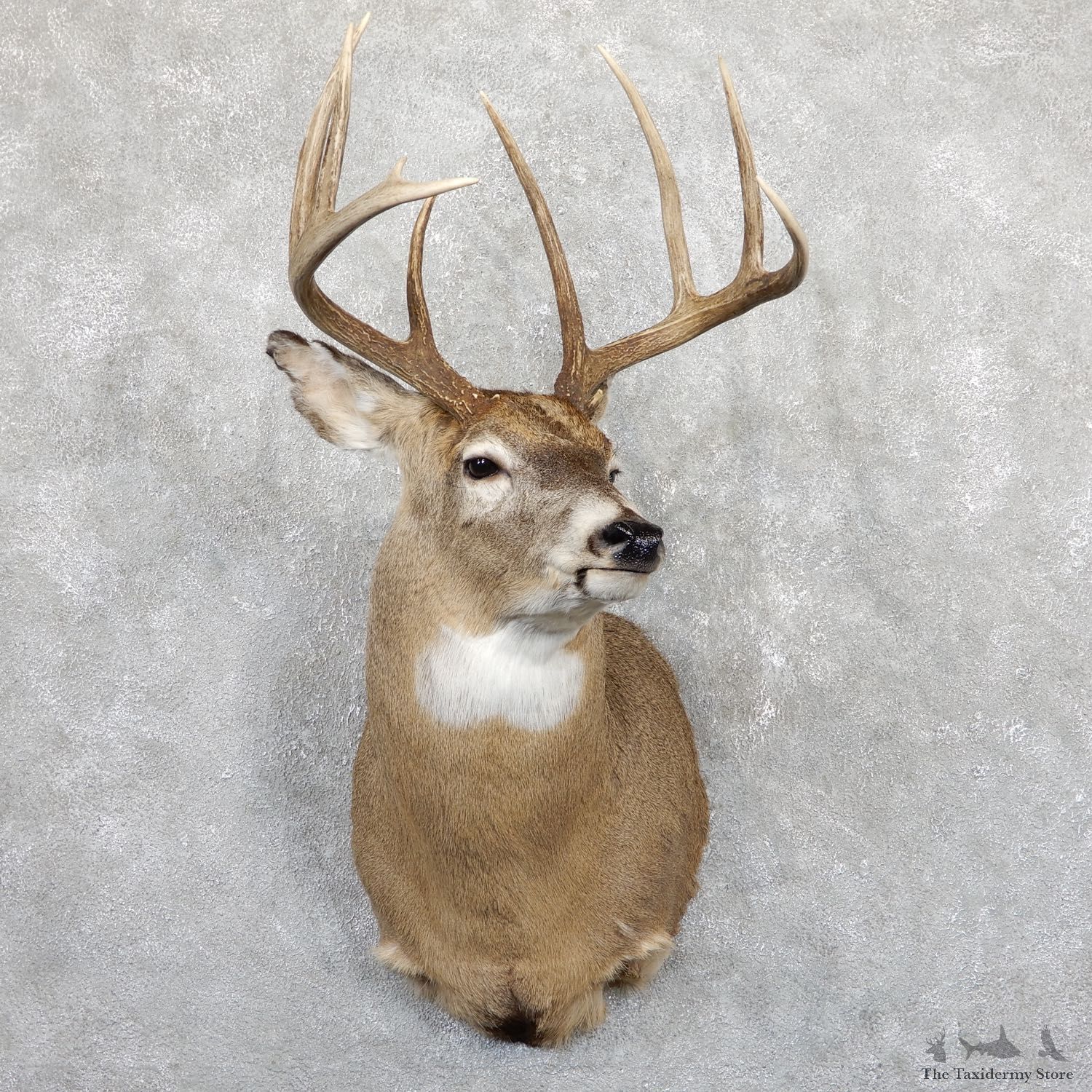 Whitetail Deer Shoulder Mount #19564 For Sale - The Taxidermy Store