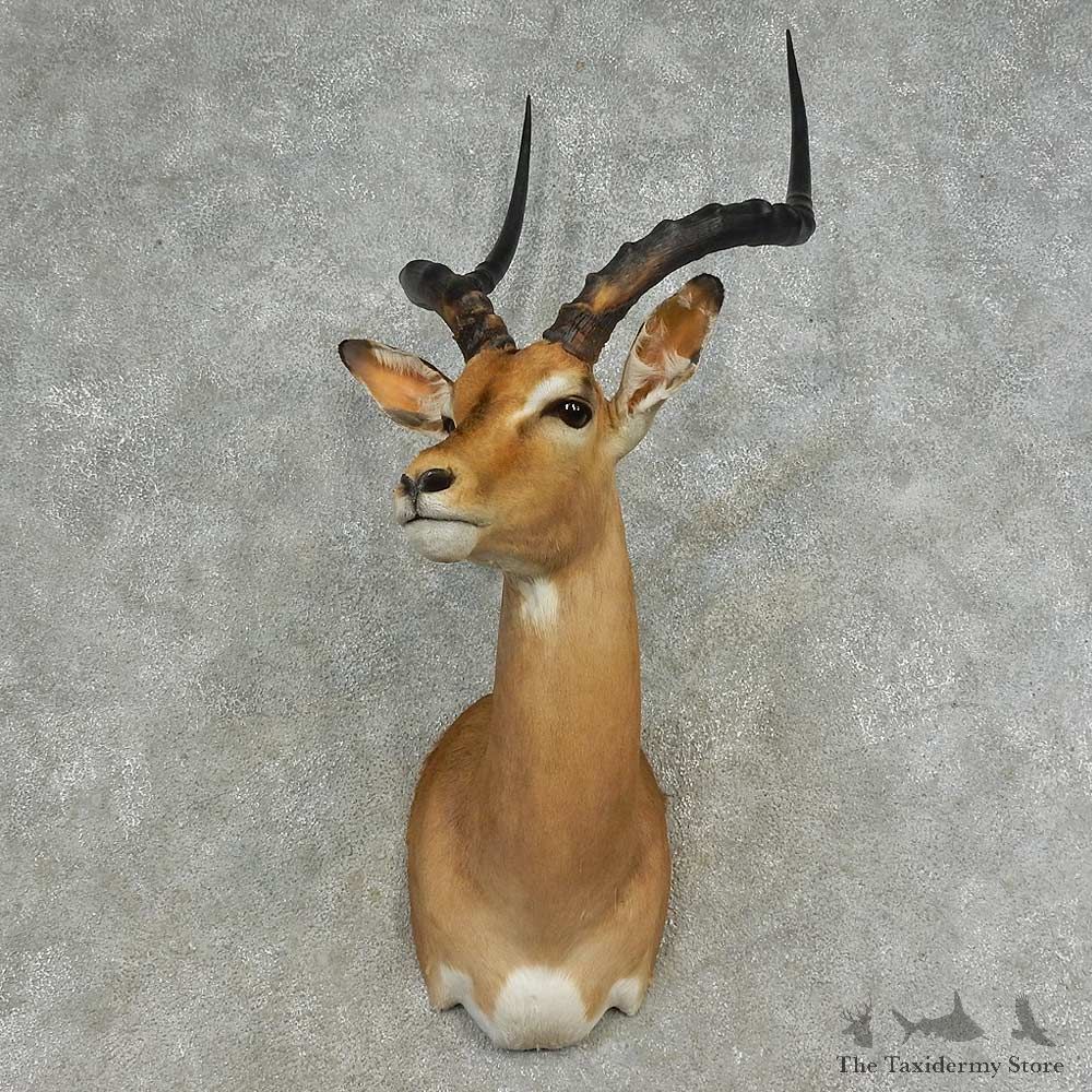 African Impala Shoulder Mount For Sale #16635 @ The Taxidermy Store