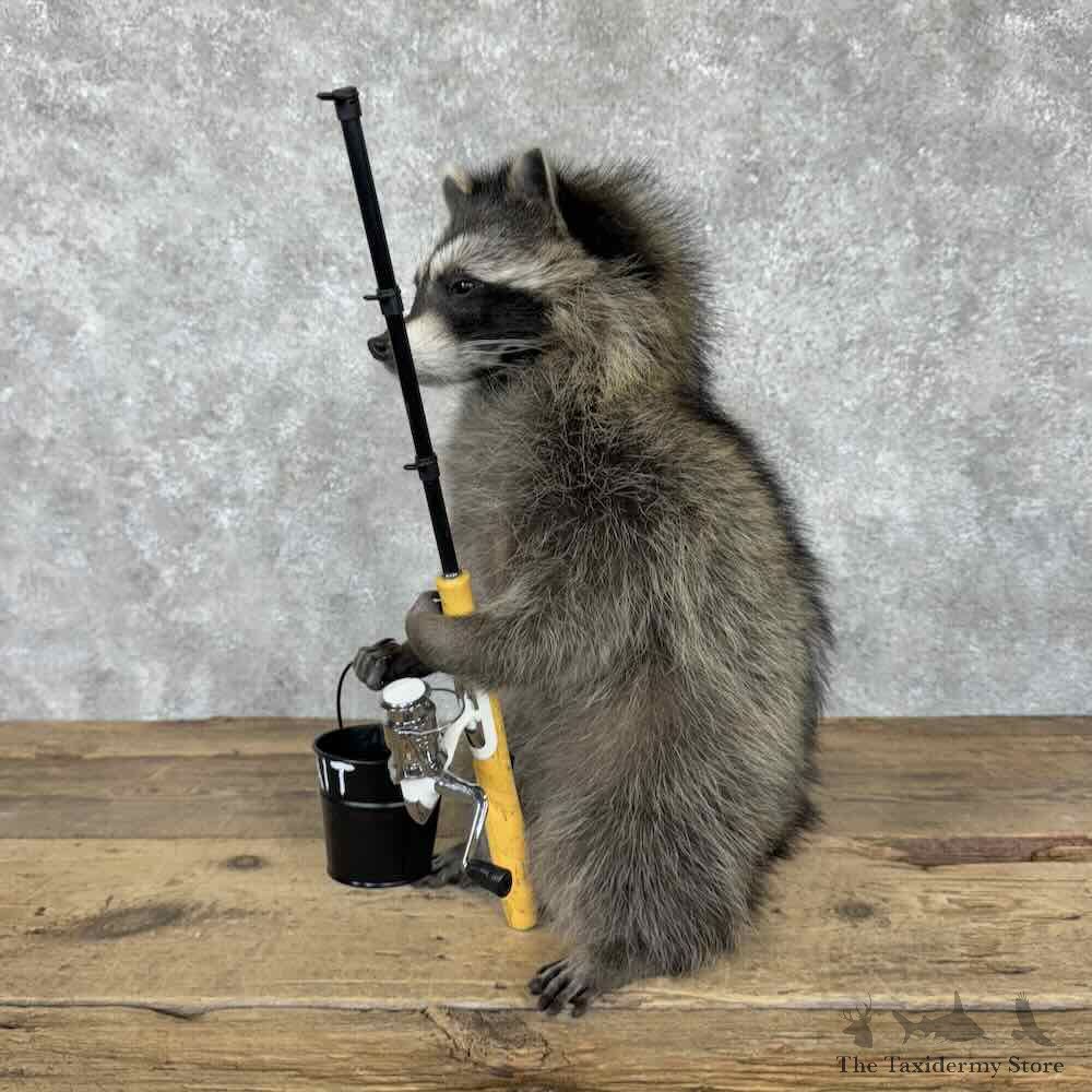 Fishing Raccoon Novelty Mount For Sale #30693 @ The Taxidermy Store