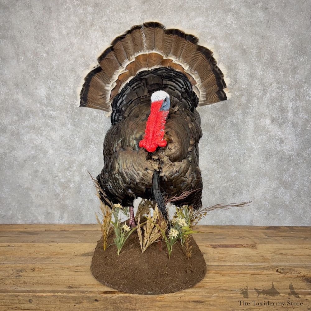 Gould's Turkey Bird Mount For Sale #29890 @ The Taxidermy Store