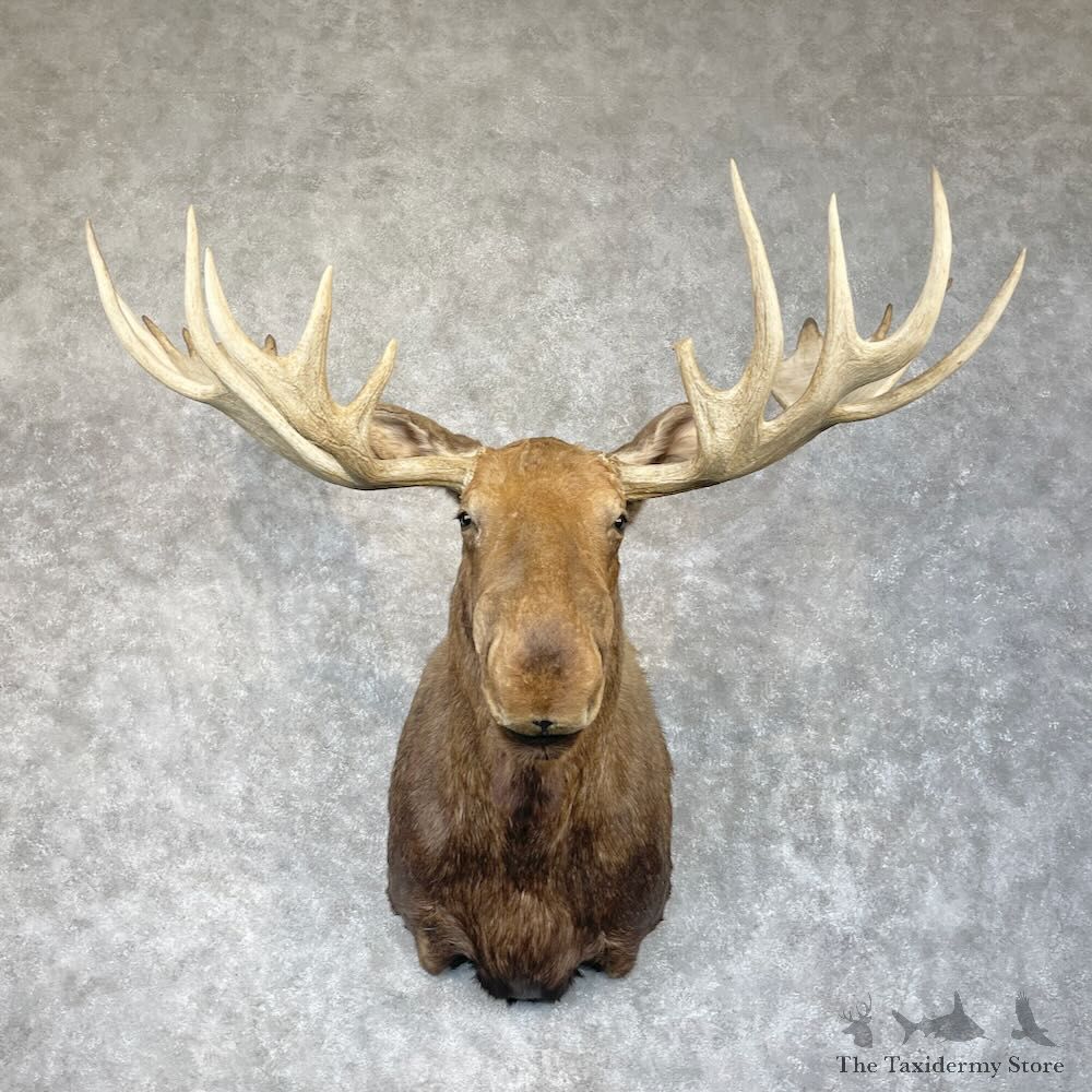 Alaskan Yukon Moose Shoulder Mount For Sale #28691 @ The Taxidermy Store