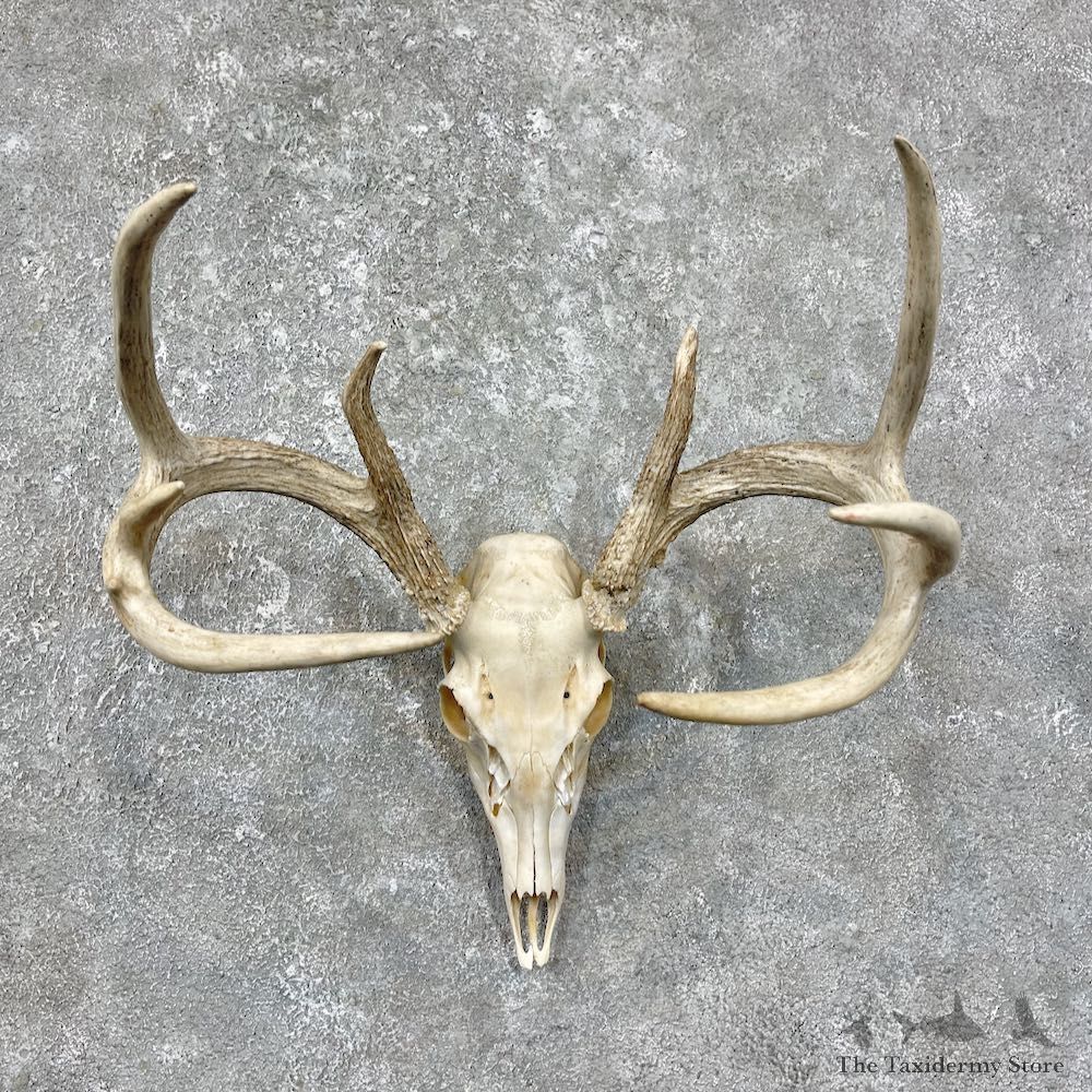 Whitetail Deer Skull European Mount For Sale #25605 @ The Taxidermy Store