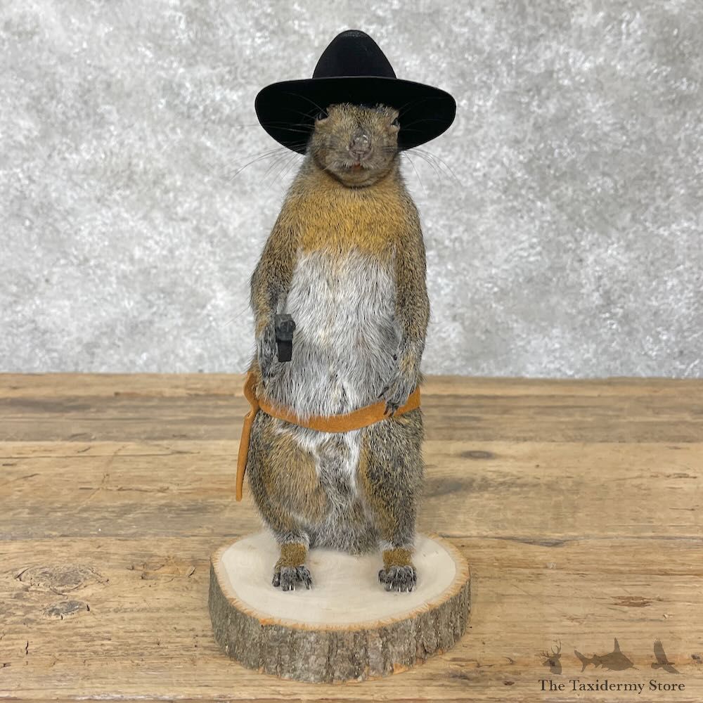 Cowboy Squirrel Novelty Mount For Sale #28600 @ The Taxidermy Store