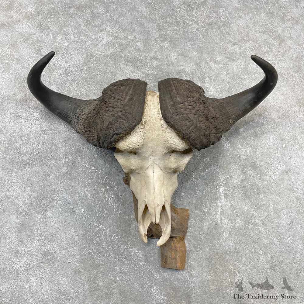 Cape Buffalo Skull Horns Mount For Sale #24415 For Sale @ The Taxidermy Store