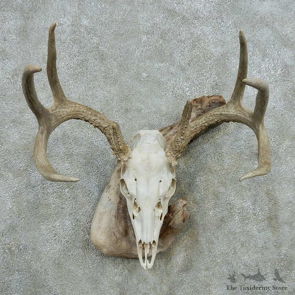 Whitetail Deer Skull Antlers European Mount #13578 For Sale @ The Taxidermy Store