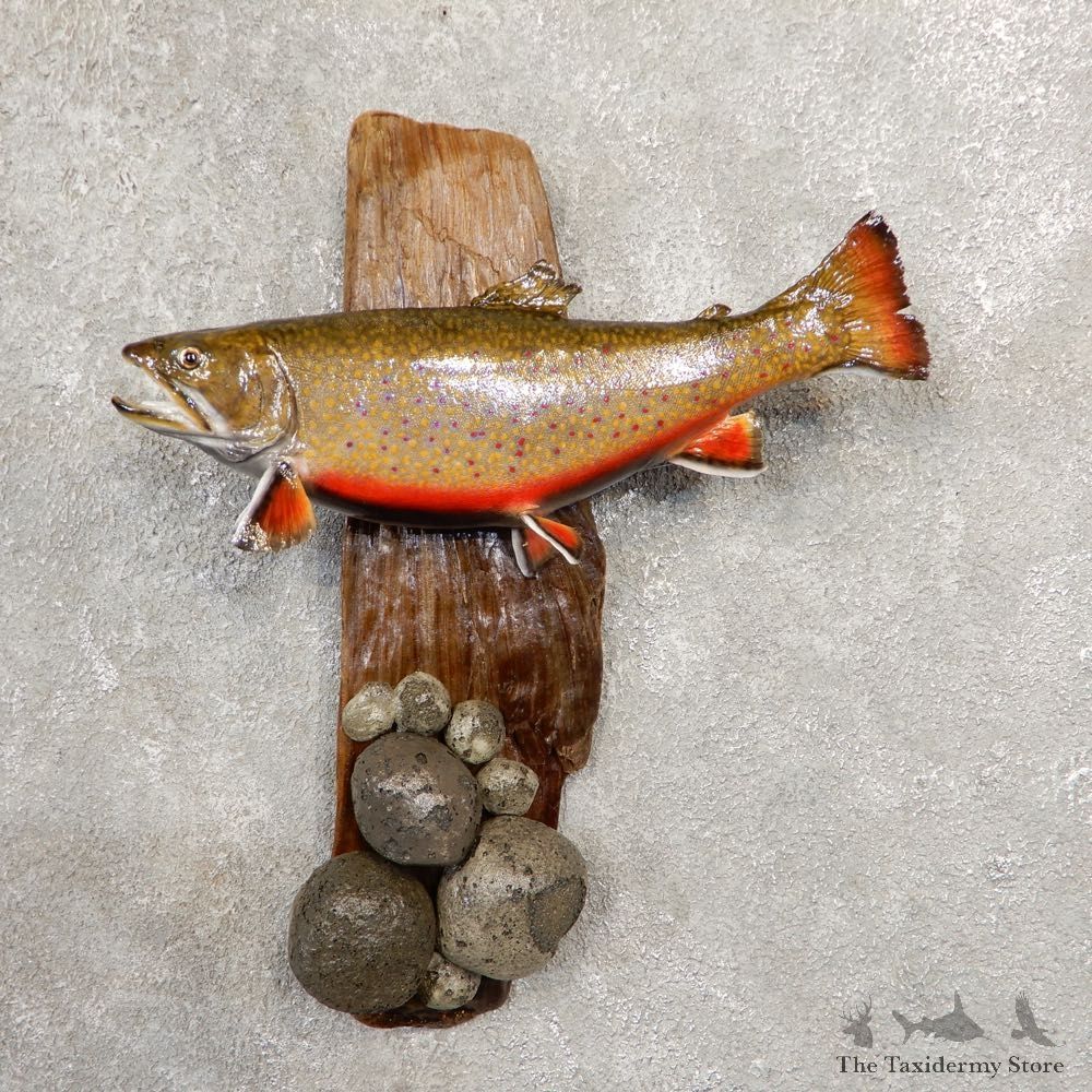 Brook Trout Fish Mount For Sale #20557 @ The Taxidermy Store