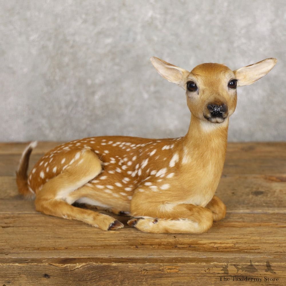 Whitetail Deer Fawn Life-Size Mount For Sale #22221 - The Taxidermy Store