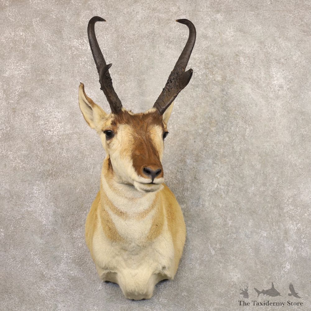 Pronghorn Taxidermy Shoulder Mount #22160 For Sale @ The Taxidermy Store