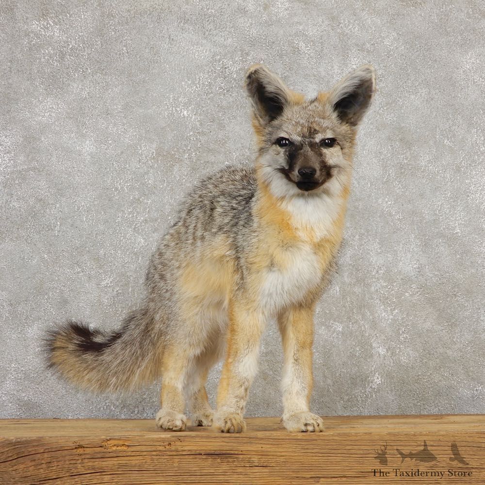Swift Fox Life-Size Mount For Sale #20317 @ The Taxidermy Store