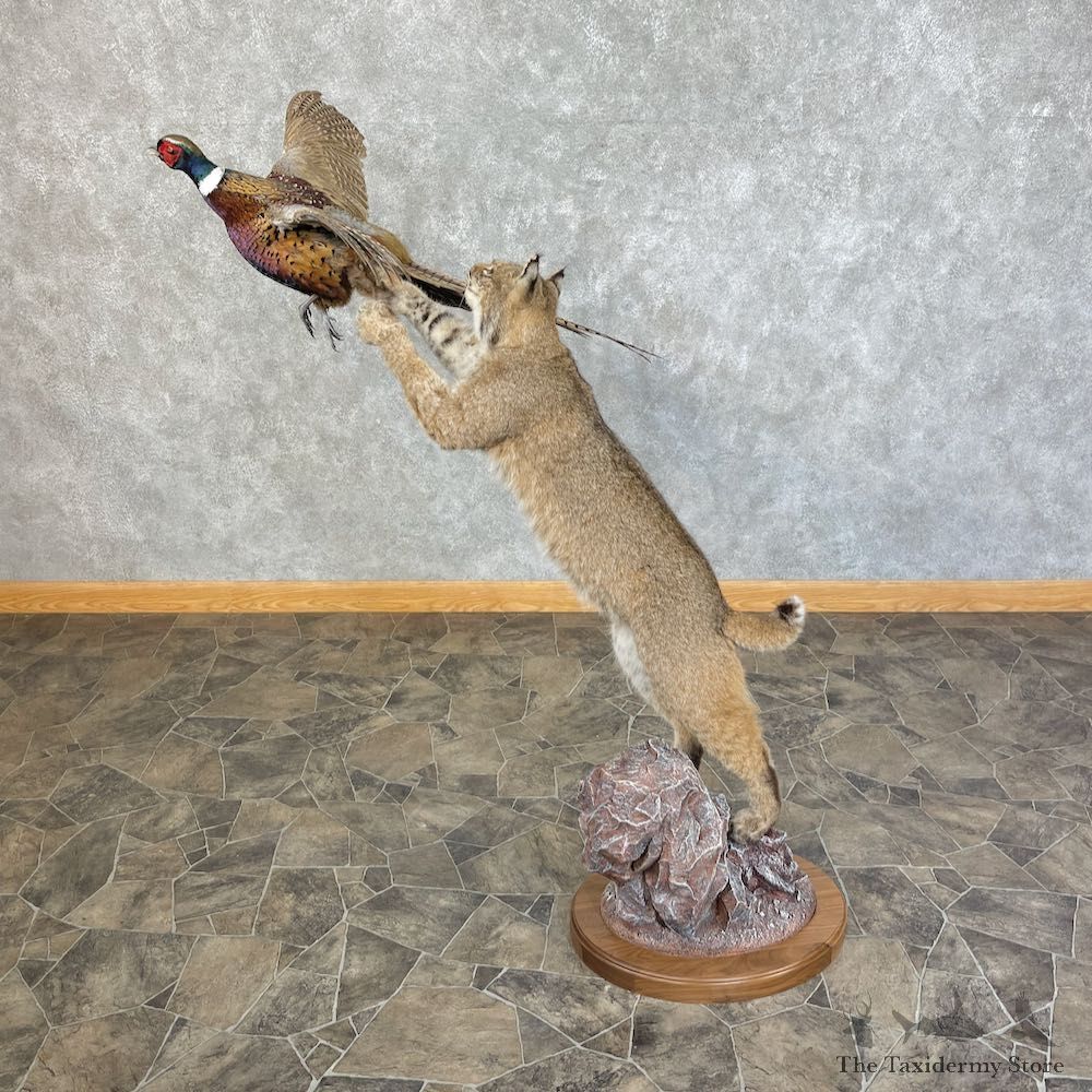 Bobcat Life-Size Mount For Sale #25439 @ The Taxidermy Store