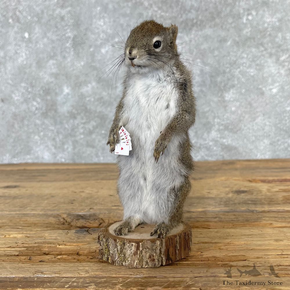 Poker Squirrel Novelty Mount For Sale #25027 @ The Taxidermy Store