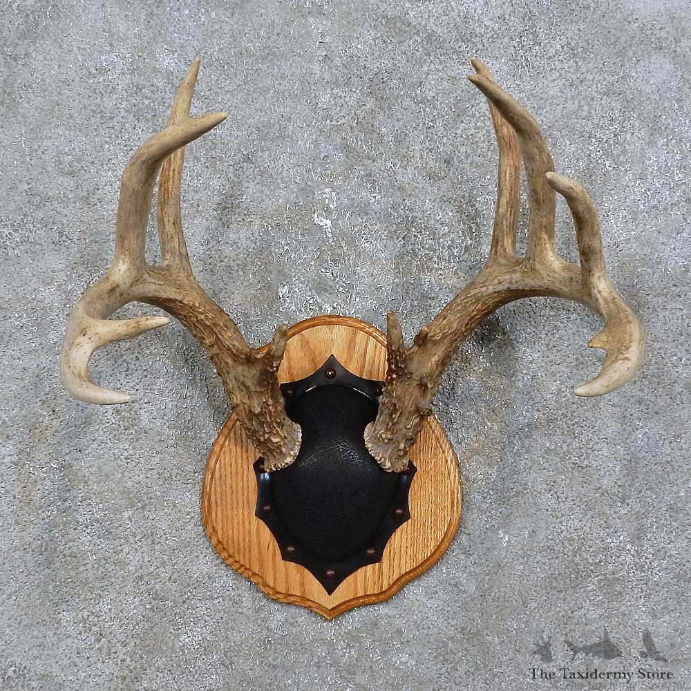 Whitetail Deer Antler Plaque Mount For Sale #15768 @ The Taxidermy Store